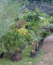 Pépinière Lesueur EARL image 4