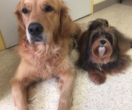 Hundesalon in Liestal - Wir bieten den Tieren eine professionelle Fellpflege. Ein liebevoller und herzlicher Umgang mit Ihrem vierbeinigen Familienmitglied ist für uns oberstes Gebot!