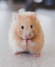 Kleintierpraxis am Bahnhofplatz Bild 1