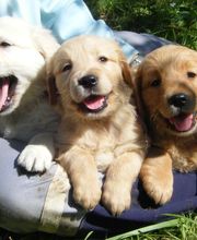 Elevage des Rives de la Bidouze image 14