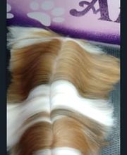 Txapoteando Felices Peluquería canina y felina imagen 14