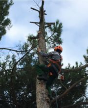 Trois-Chêne Jardins Sàrl Bild 5