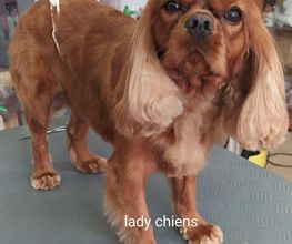 Lady Chiens image 1