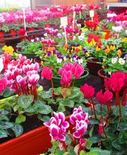 Du Potager Fleuri GAEC image 8