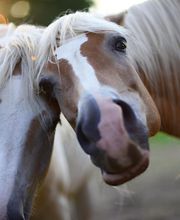 Les Ecuries D'aurabelle image 3