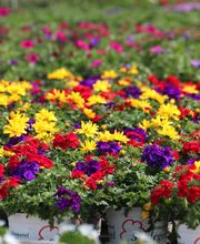 Gärtnerei Schlegel Hinterholz Bild 11