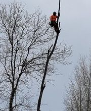 Haut Fil des branches image 6