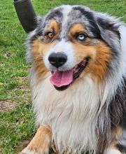Agil'Canin 36 image 2