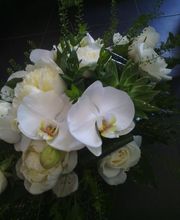 Chlorophylle image 8