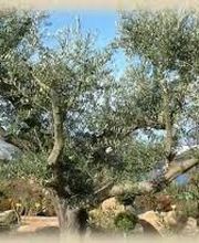 Pépinières Faucon image 7