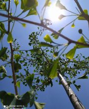 Charlot Chantal image 16