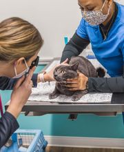 Short Pump Animal Hospital image 14