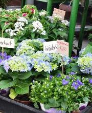 Blatt & Blüte | natürlich kreativ Bild 4