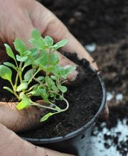 Gfeller maraîcher bio Bild 6