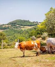 AZIENDA AGRICOLA BARTOCCIONI GIANPALMA immagine 3