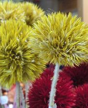 Blumenhaus Frankenstein Bild 4