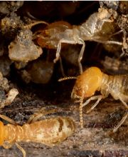 OPC Pest Services - Southern IN image 1