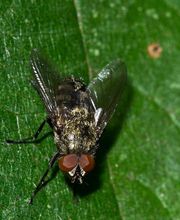 OPC Pest Services - Lake Barrington (Schopen) image 10