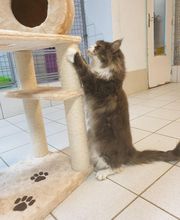 Le Bonheur des 4 Pattes image 1