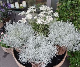 Blumen Art Bild 9