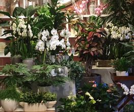 La Fioreria Lugano® Bild 6