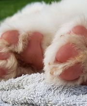 Dog Ways Hundecenter Bild 12