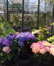 Saalebaumschule Bild 4