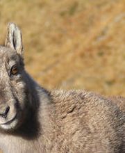 Beatenberg Tourismus Info - Wildtierbeobachtung