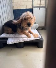 Dierenhotel Pandora afbeelding 4