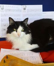 CLÍNICA VETERINARIA DEL VAL imagen 5