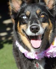 Happy Tails Resort image 3