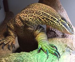 Reptiland image 7
