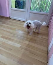 Chez Bibiche image 1