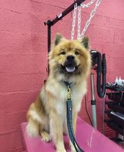 Tom&Co Chinon - Animalerie - Dog Wash image 17