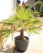 Elztal Gartenbau Bild 27