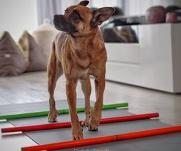 FITBUDDYS Tierheilpraxis & BARF-Shop Bild 10