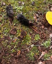 Stop Frelons image 6