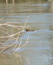 Le Village Du Champ image 11