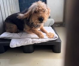 Dierenhotel Pandora afbeelding 4