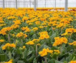 Dechant Gartenbau GmbH & Co. KG Bild 6