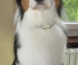 Com Chien Et Chat image 2