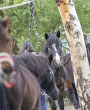 Poney Club Des Cinq Arpents image 13