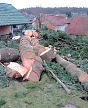 Die Baumsanitäter GalabauM Bild 6