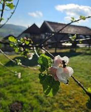 Kräuterhof Ringelai Bild 2