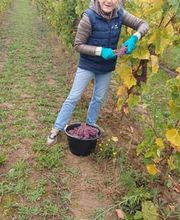 Le Vignoble de Montépilloy image 3