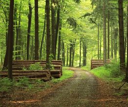 SERVICES BOIS ET FORETS image 1