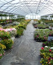 Le Travers Fleur image 2