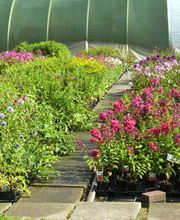 BAUMSCHULE VOGEL Bild 3