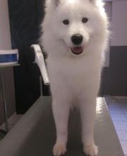 Chadog Toilettage image 12
