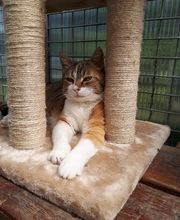 L'arche de Corinne image 10